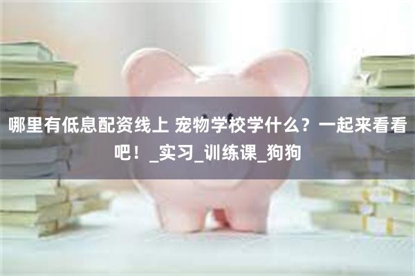 哪里有低息配资线上 宠物学校学什么？一起来看看吧！_实习_训练课_狗狗